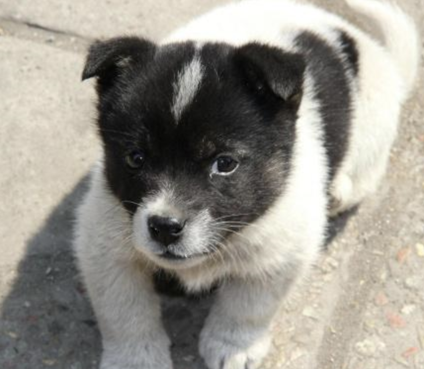 专家建议对烈性犬饲养买卖建立跟踪 规范管理迫在眉睫